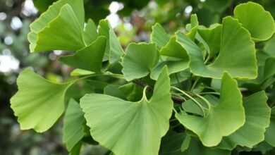 أضرار جنكو بيلوبا Ginkgo biloba والفوائد والسعر والجرعة والتجارب‎