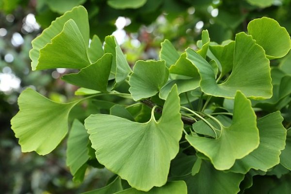 أضرار جنكو بيلوبا Ginkgo biloba والفوائد والسعر والجرعة والتجارب‎