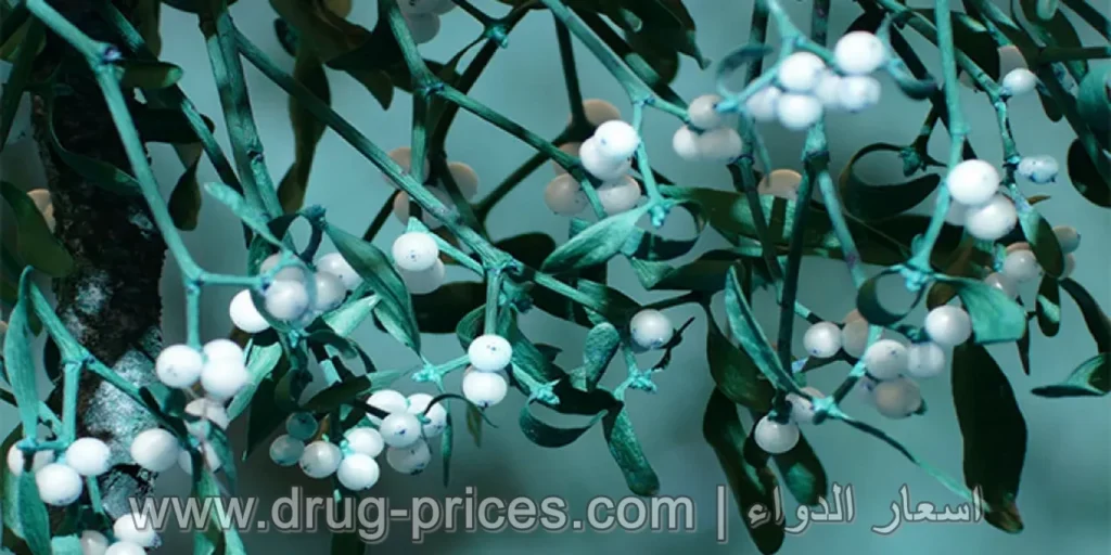 البروتوكول السريري لإعطاء مستخلصات الدبق