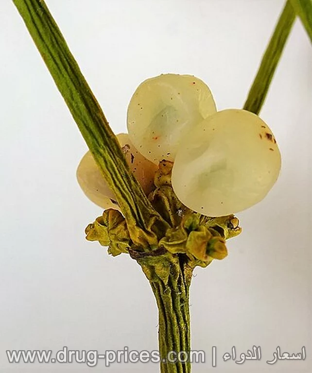 ثمار الدبق الأبيض السامة