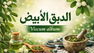 عشبة الدبق الابيض الهدال الأوروبي الفوائد وطريقة الاستخدام